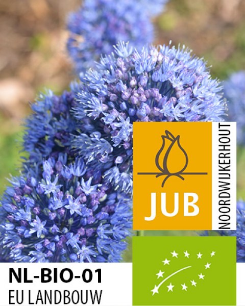 Allium caeruleum.jpg